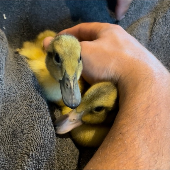 Meet your Posher, Mariah - Picture 7 of 12